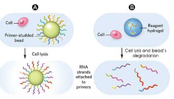 液滴測(cè)序(DROP-SEQ)