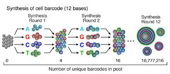 引物合成,DROP-SEQ