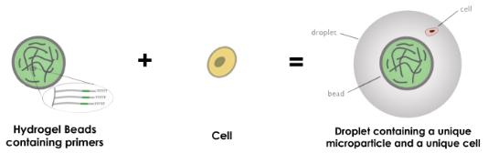 液滴下使用水凝膠微粒,DROP-SEQ