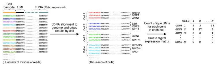 7.測(cè)序和分析,DROP-SEQ