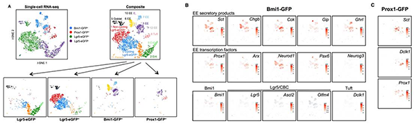 單細(xì)胞測序,單細(xì)胞測序技術(shù),Drop-seq