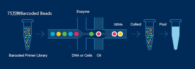 單細(xì)胞轉(zhuǎn)錄組測(cè)序(10x Genomics)詳解