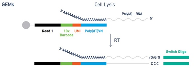 單細(xì)胞轉(zhuǎn)錄組測(cè)序(10x Genomics)詳解