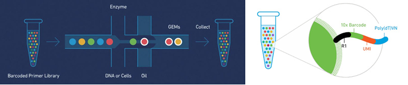 10X Genomics 單細(xì)胞轉(zhuǎn)錄組測(cè)序