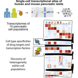 人和小鼠胰腺的單細胞轉錄組圖譜